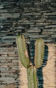 A cactus cast in sunlight