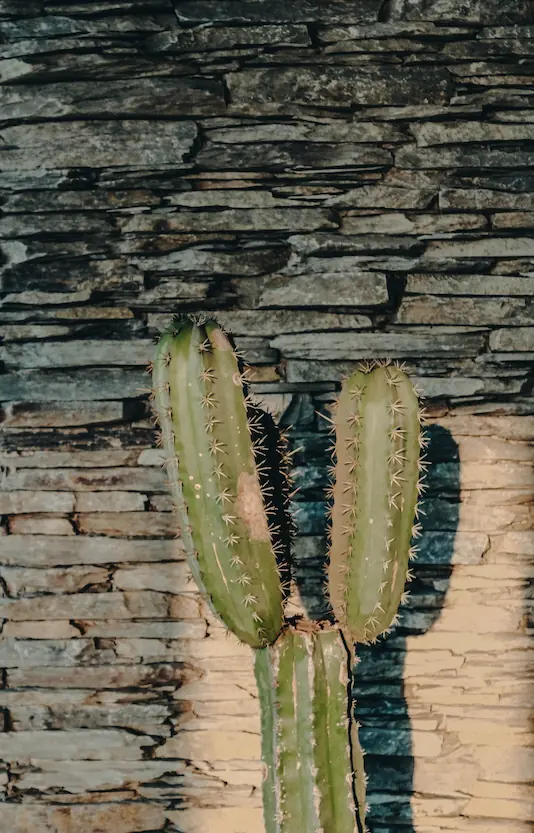A cactus cast in sunlight