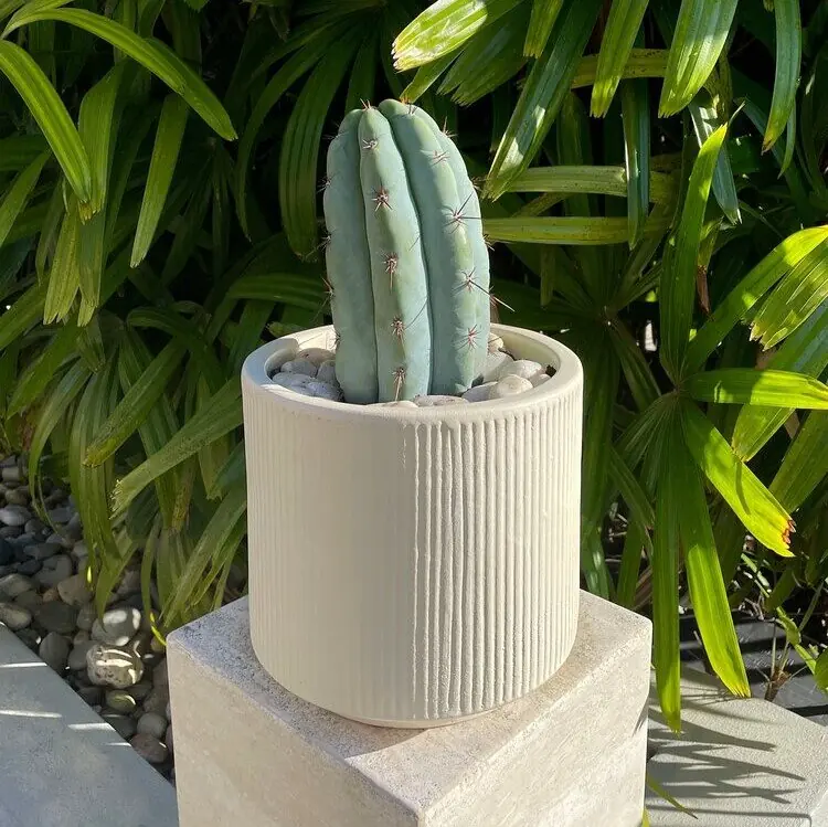 a Peruvian Torch cactus in a white pot