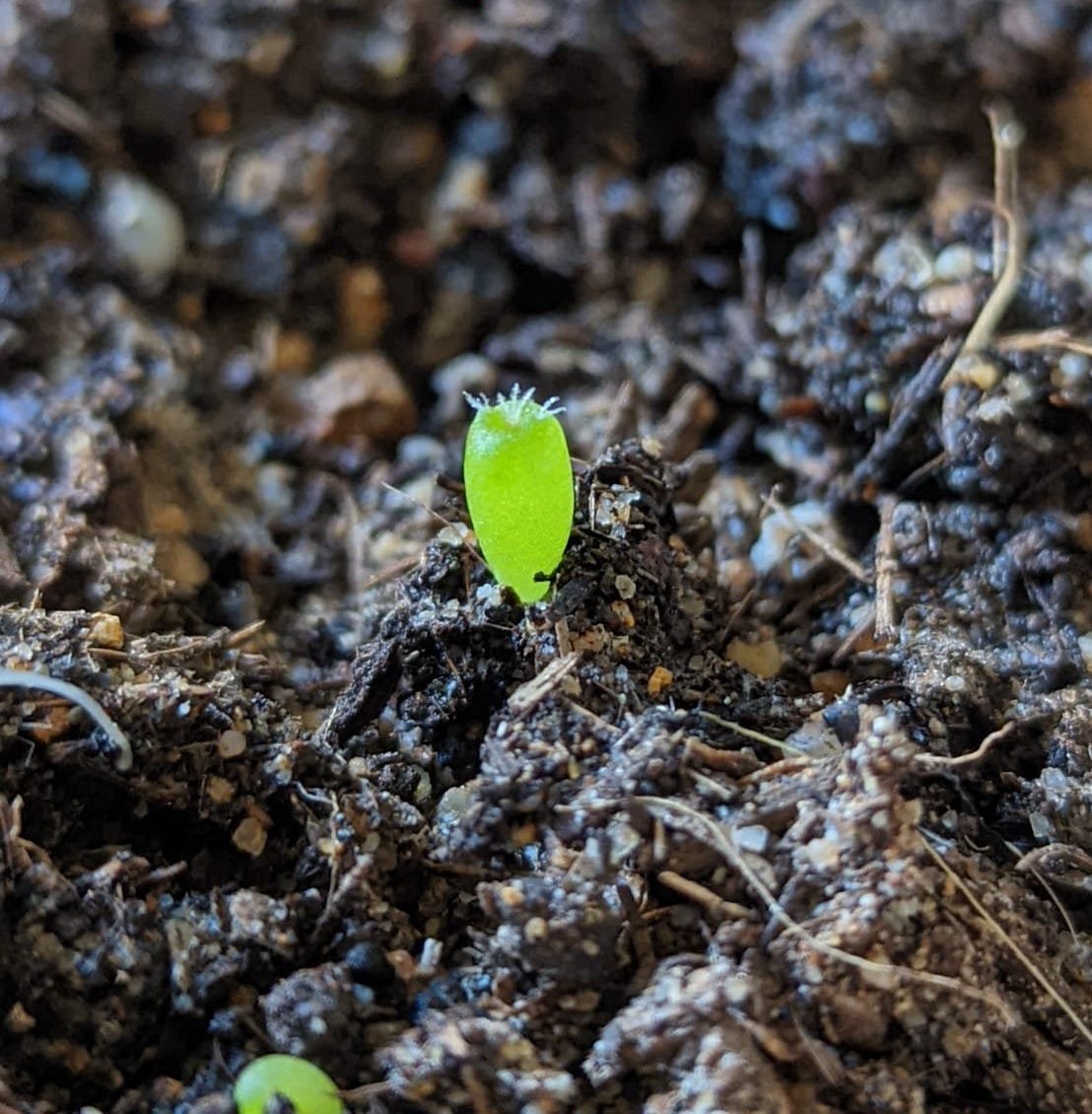 How to Grow Cactus From Seeds - Cactus Culture Australia
