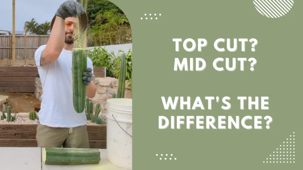 A man sprinkling sulphur powder on a cactus cutting with the words "Top Cut? Mid Cut? Whats the difference?"