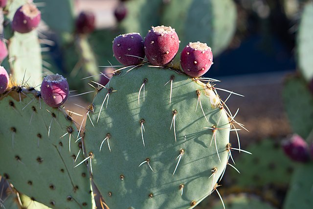 A Prickly Pear cactus with long spines and Red Fruit