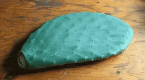 A opuntia ficus-indica cactus pad on a wooden table