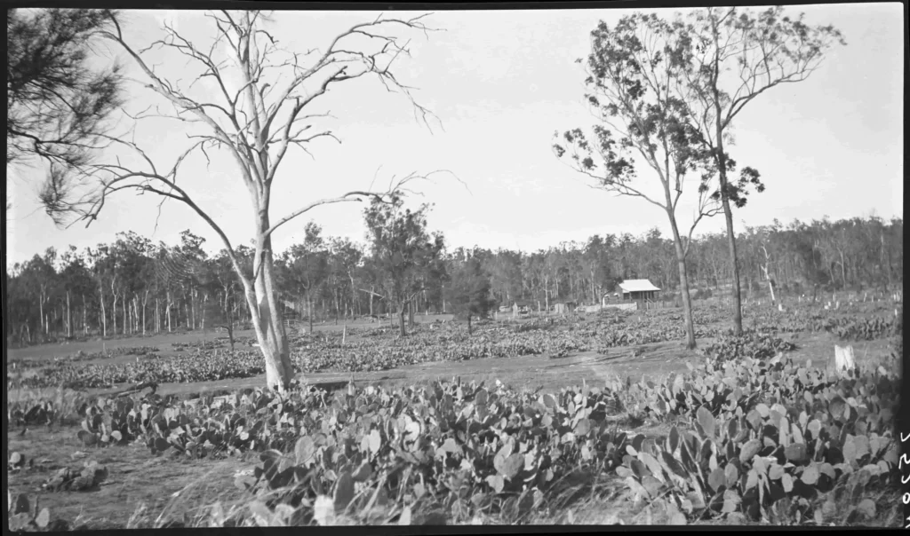 Farm with heavy Prickly Pear infestation, 1920s – 1930s