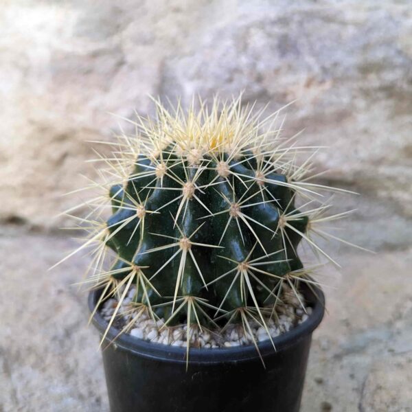 A golden barrel cactus in a 100mm pot