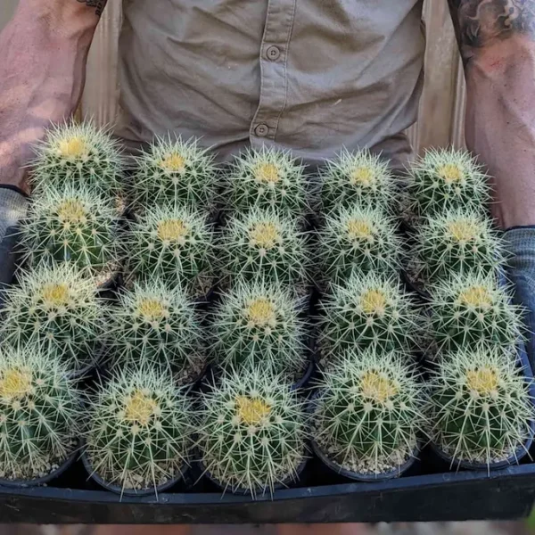A man holding a tray of Golden Barrel cacti in 100mm pots