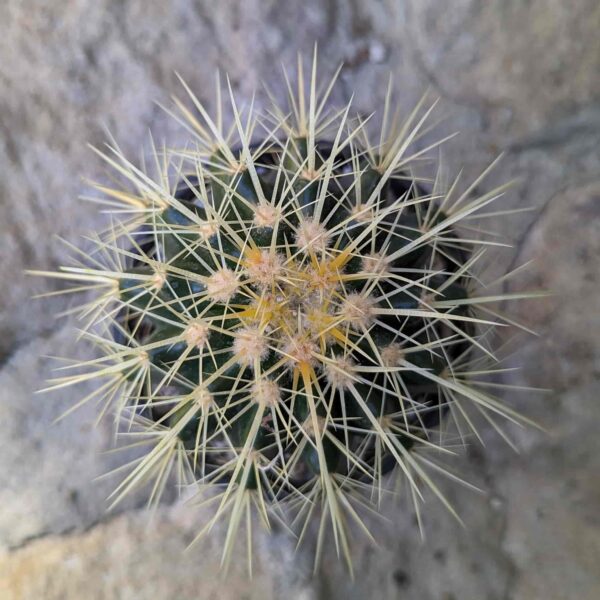 A golden barrel cactus in a 100mm pot - top view