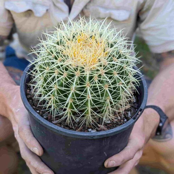 A man holding a golden barrel cactus in a 200mm pot