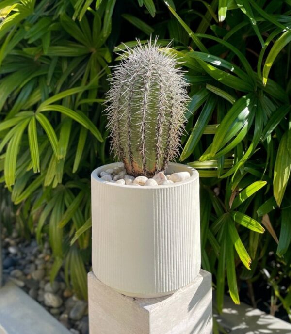 A 40cm saguaro cactus in a white pot