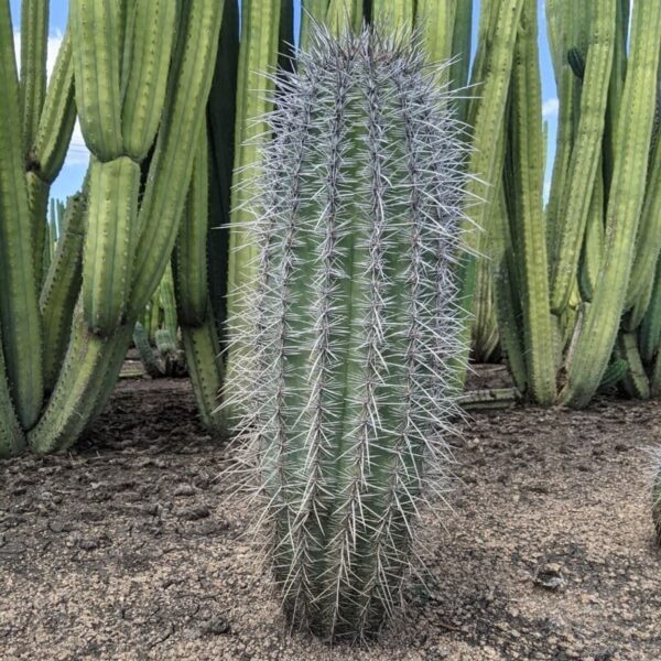 A mature metre tall Saguaro cactus with San Pedro cacti in the background