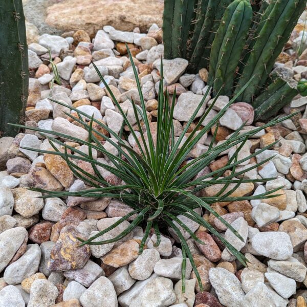Agave geminiflora - Image 2