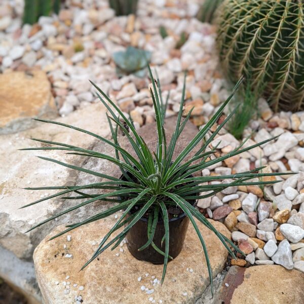 Agave geminiflora