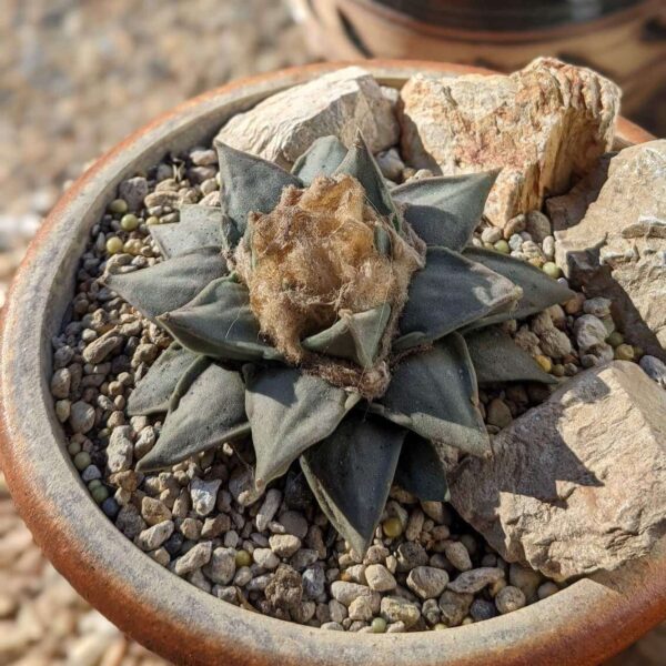 A mature Ariocarpus retusus cactus in a terracotta pot