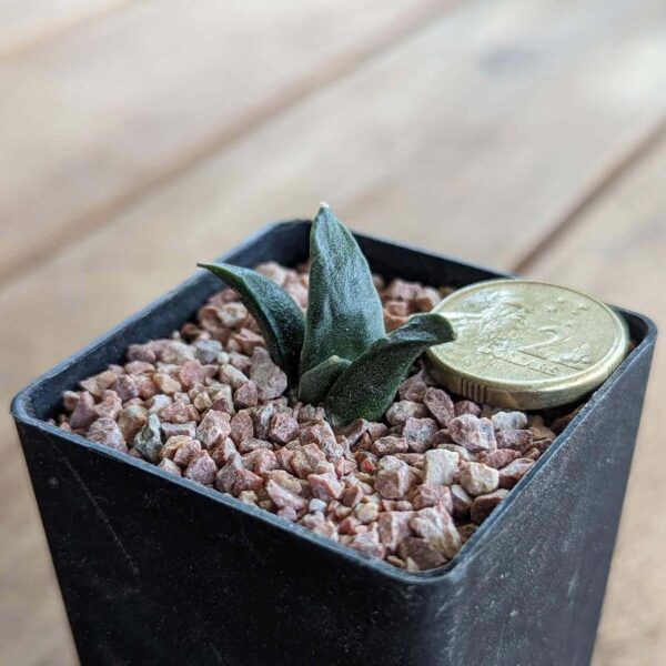 An Ariocarpus retusus cactus seedling in a pot with an Australian $2 coin for size reference