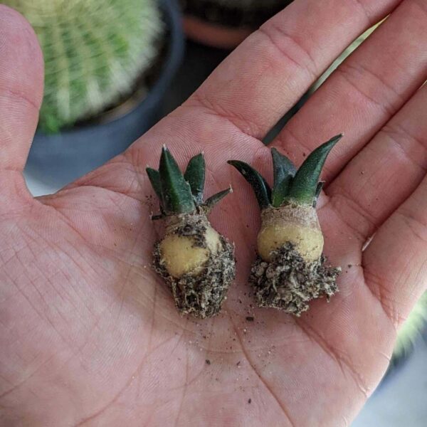 2 Ariocarpus retusus cactus seedlings held in a persons hand