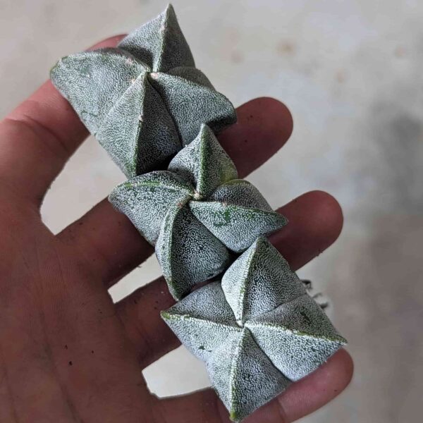 3 Astrophytum myriostigma var. quadricostatum cacti in persons hand