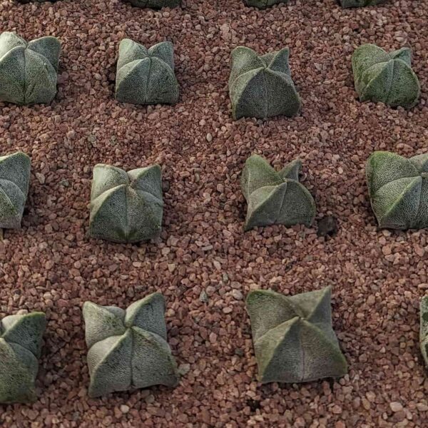 Astrophytum myriostigma var. quadricostatum cacti growing in a tray