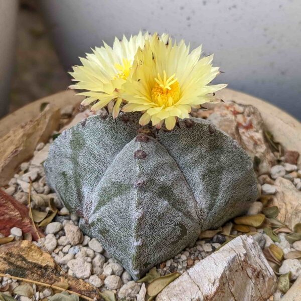 A mature Astrophytum myriostigma var. quadricostatum with 2 large yellow flowers