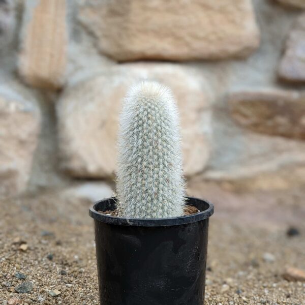 Silver Torch (Cleistocactus strausii) Rooted Cutting
