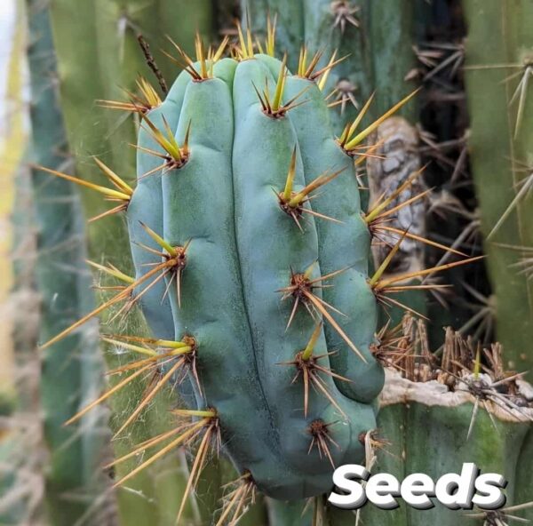 A close up photo of a mature Trichocereus cuzcoensis cactus
