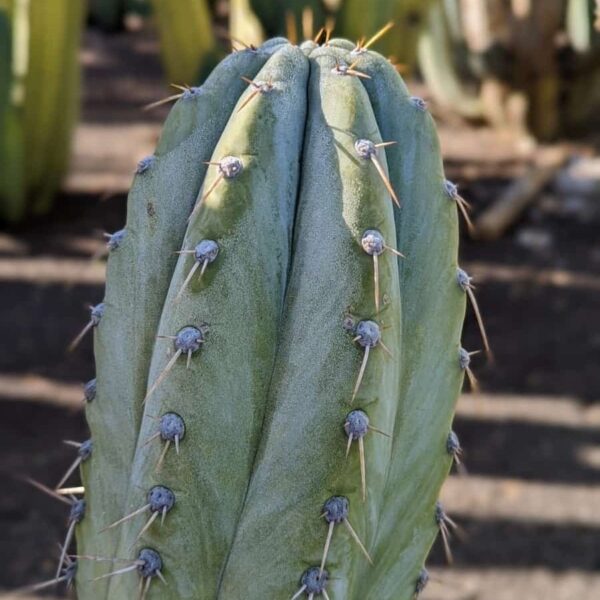 Peruvian Torch (Echinopsis peruviana) Cactus Cutting - Image 3