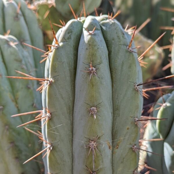 Peruvian Torch (Echinopsis peruviana) Cactus Cutting