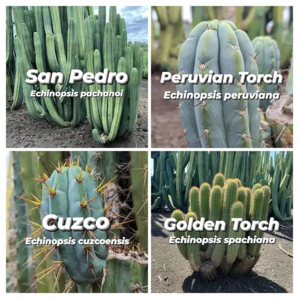 4 different species of Echinopsis / Trichocereus cacti