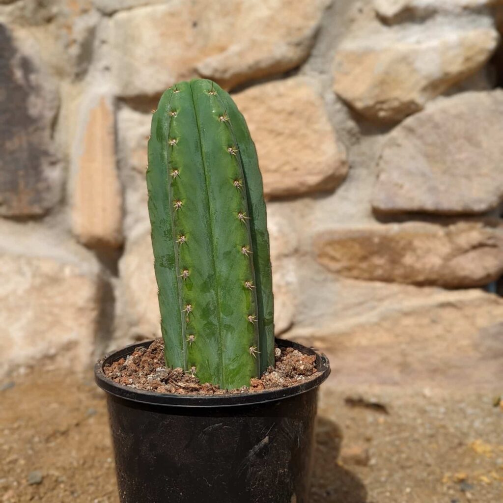 A San Pedro (Echinopsis pachanoi) cactus in a black plastic pot