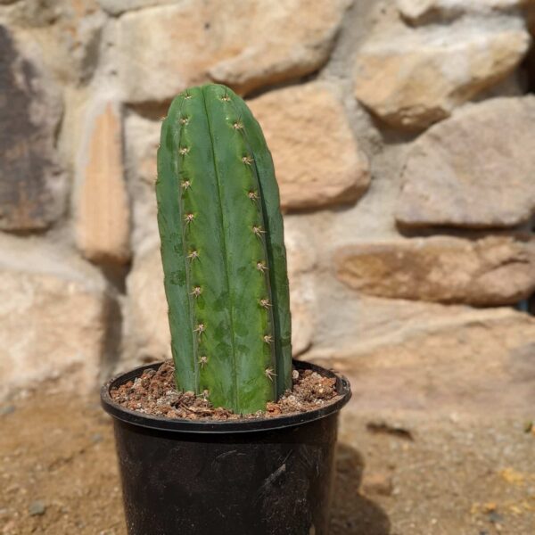 A San Pedro (Echinopsis pachanoi) cactus in a black plastic pot