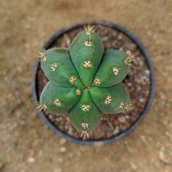 A San Pedro (Echinopsis pachanoi) cactus in a black pot - top view