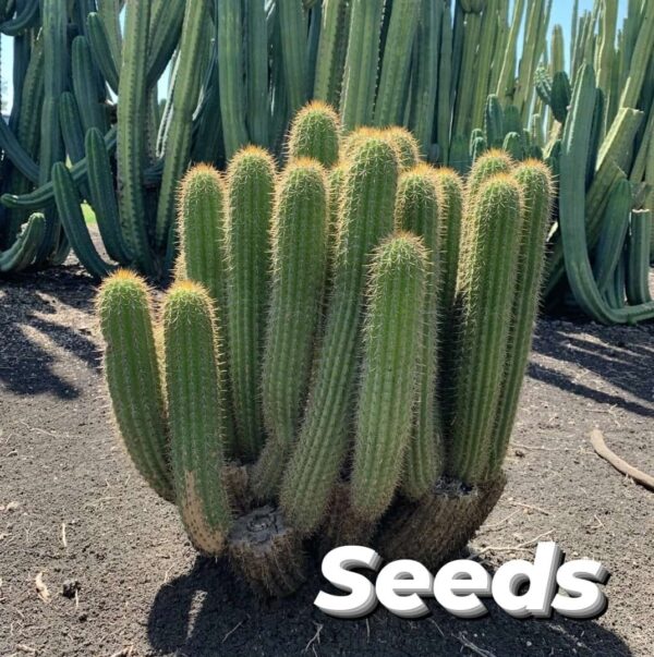 Golden Torch Cactus (Echinopsis spachiana) Seeds