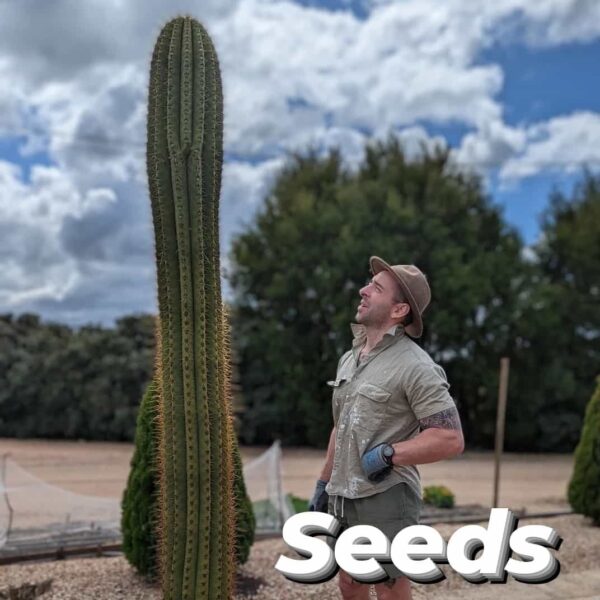 A man standing next to a large echinopsis terscheckii cactus