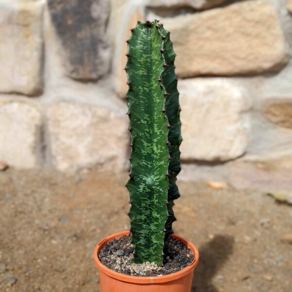 Giant Euphorbia (Euphorbia ingens) cutting