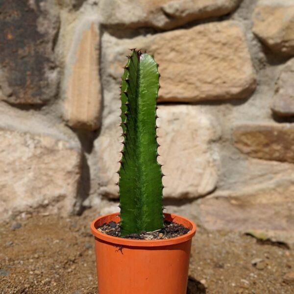 Euphorbia Cowboy (Euphorbia abyssinica) cutting