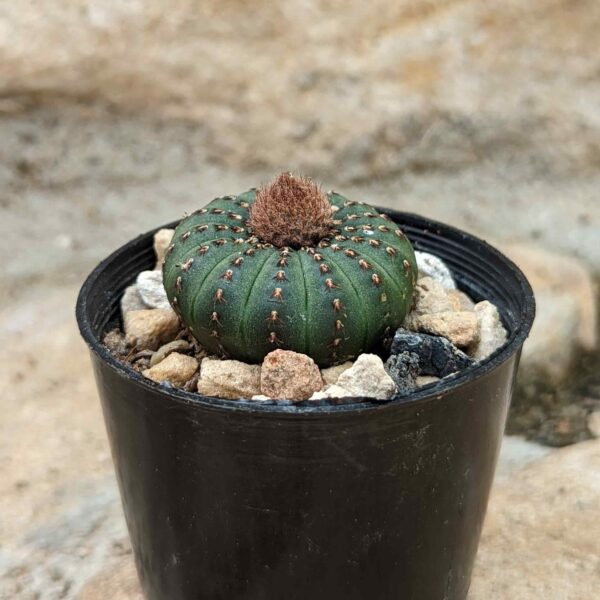 Frailea castanea