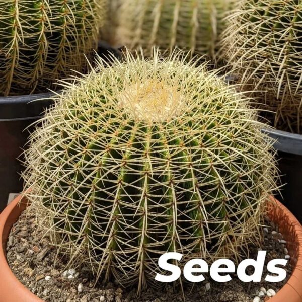 Golden Barrel Cactus (Echinocactus grusonii) Seeds