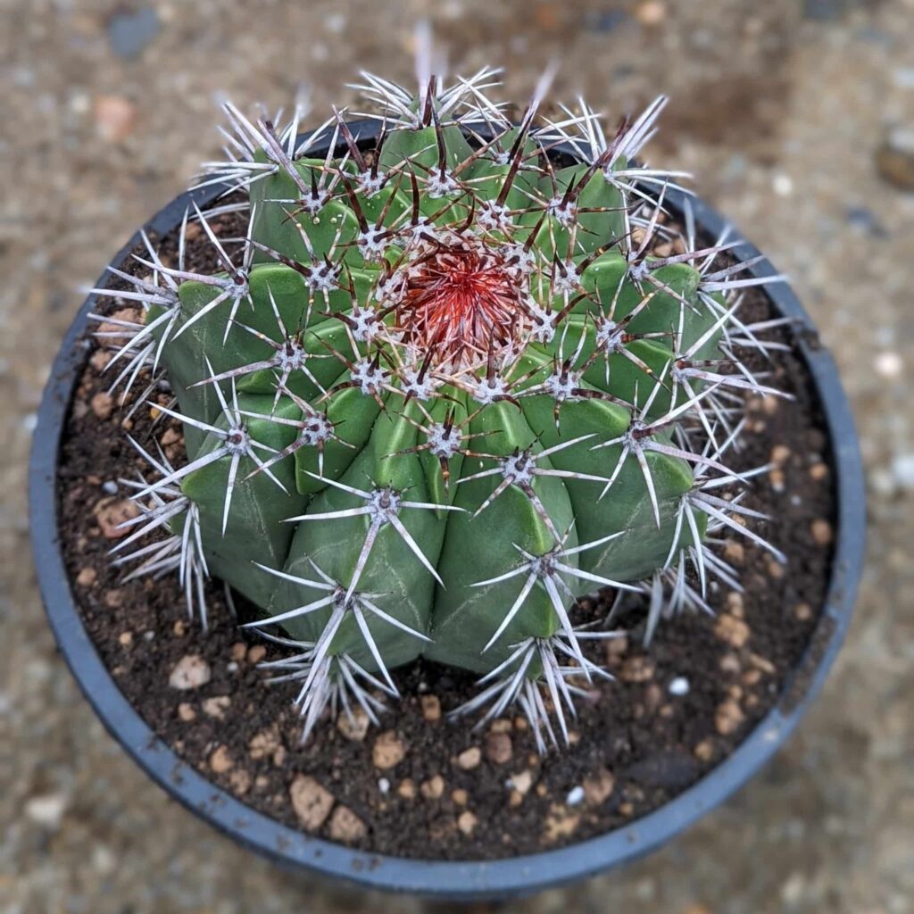 A mature melocactus matanzanus with a cephalium - top view