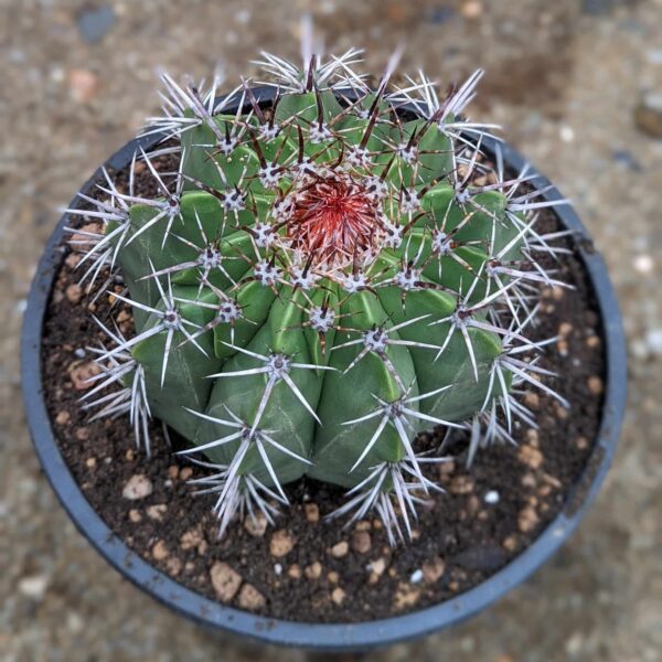 A mature melocactus matanzanus with a cephalium - top view