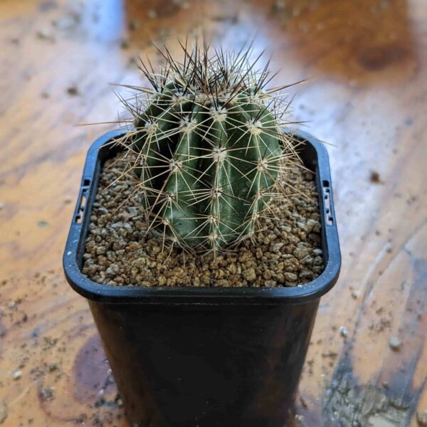 A small saguaro cactus in a black plastic pot