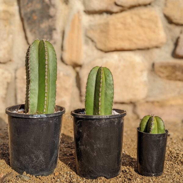 Mexican Fence Post (Pachycereus marginatus) Cactus Cutting