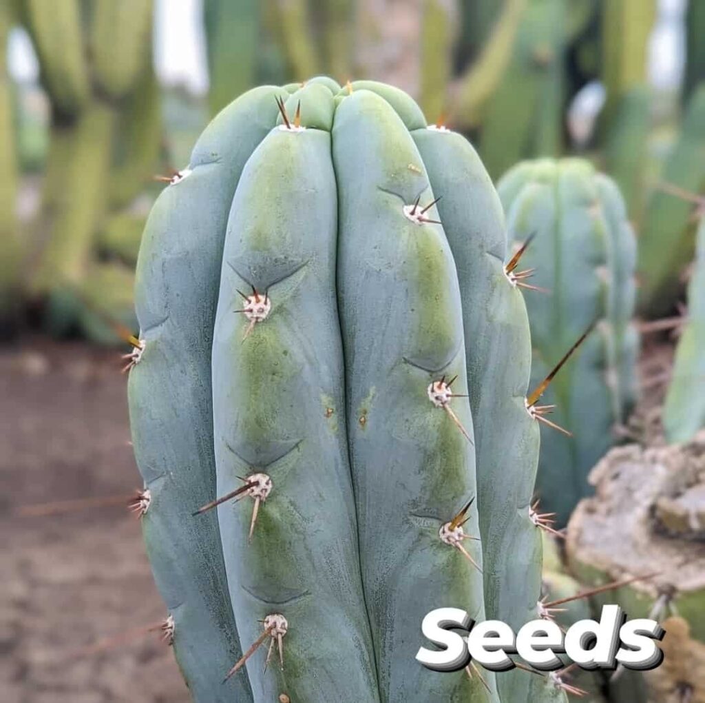 A close up photo of a mature short spined Trichocereus peruvianus "railroad peru" cactus