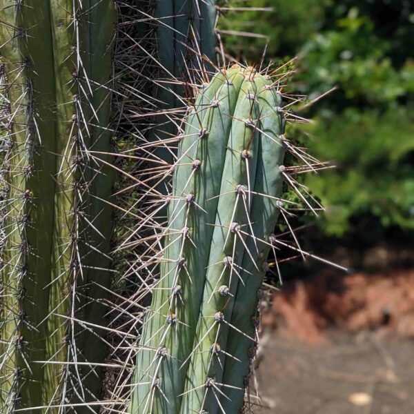 A close up photo of a mature long spined Trichocereus peruvianus cactus