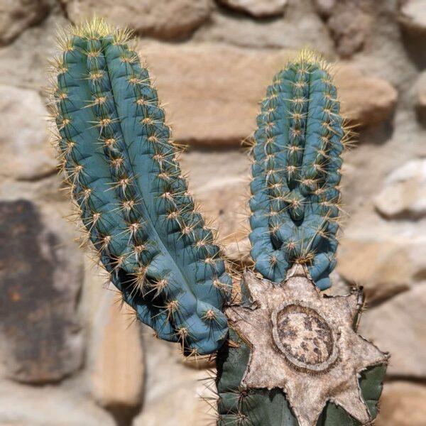 Pilosocereus pachycladus (Blue Torch) Cutting