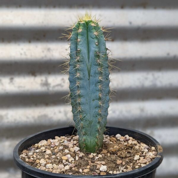 Pilosocereus pachycladus (Blue Torch) Cutting - Image 2
