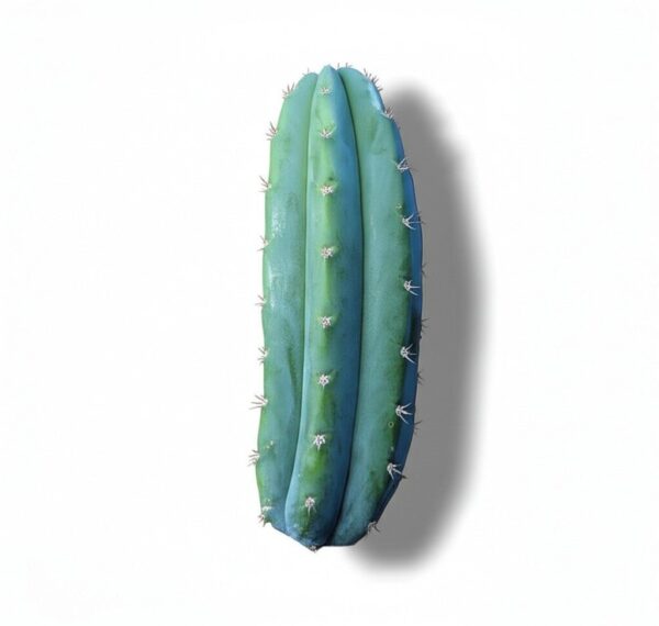 A 20cm San Pedro (Echinopsis pachanoi) cactus top cutting