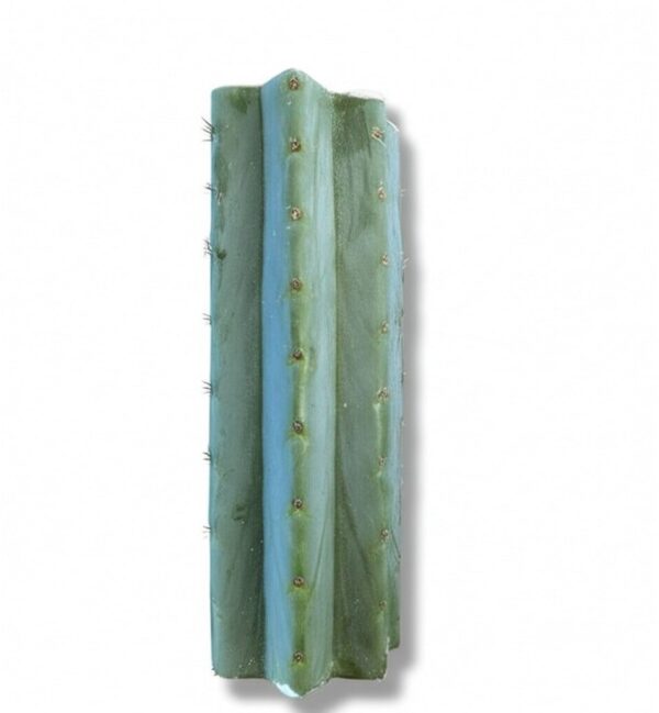 A 30cm San Pedro (Echinopsis pachanoi) cactus mid cutting