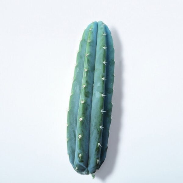 A 30cm San Pedro (Echinopsis pachanoi) cactus top cutting