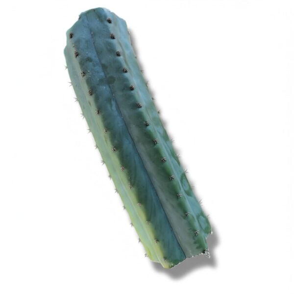 A 40cm San Pedro (Echinopsis pachanoi) cactus mid cutting