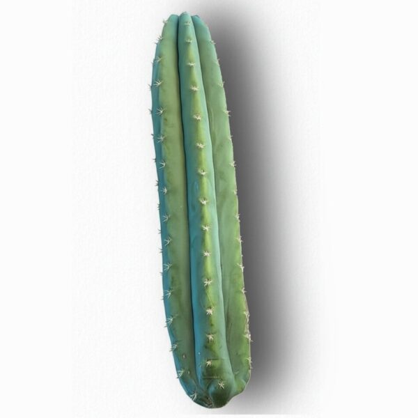 A 40cm San Pedro (Echinopsis pachanoi) cactus top cutting
