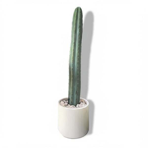 An 80cm San Pedro (Echinopsis pachanoi) cactus top cutting